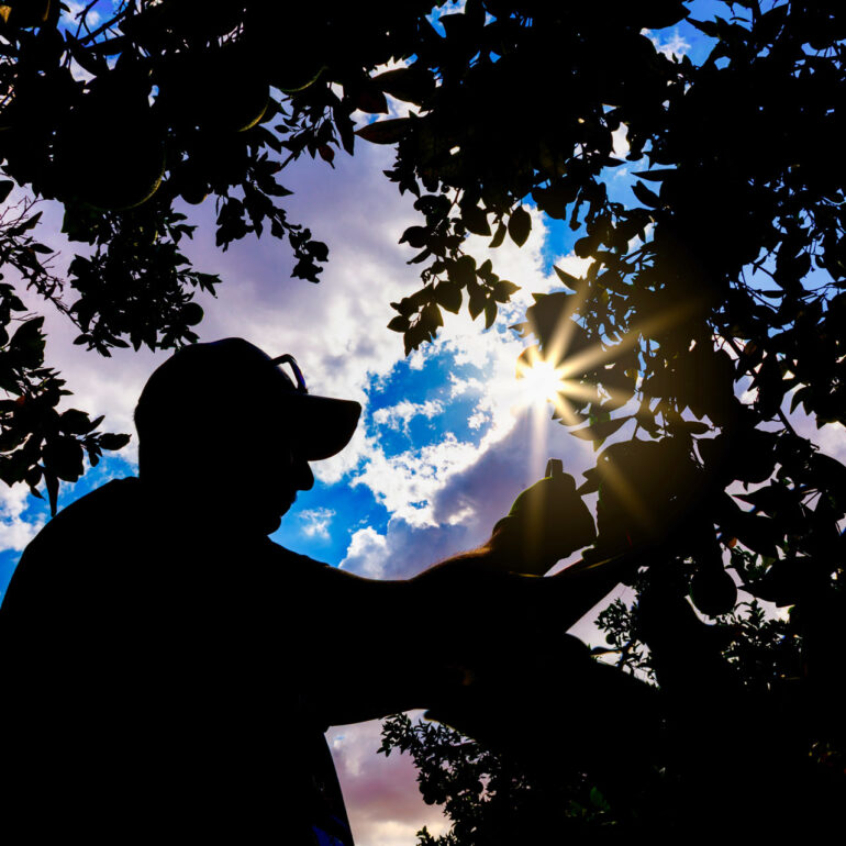Silhouette, Sustainable, trees, citris, DSC_5039_Ahmed.Elsheemy.أحمد.الشيمي